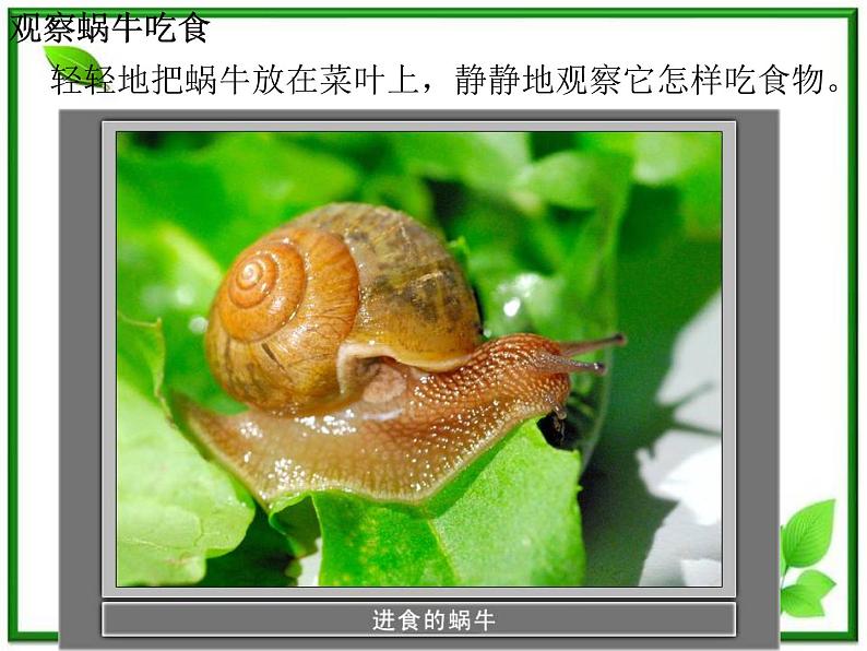 教科小学科学三上《2.3、蜗牛(二)》PPT课件(6)第4页