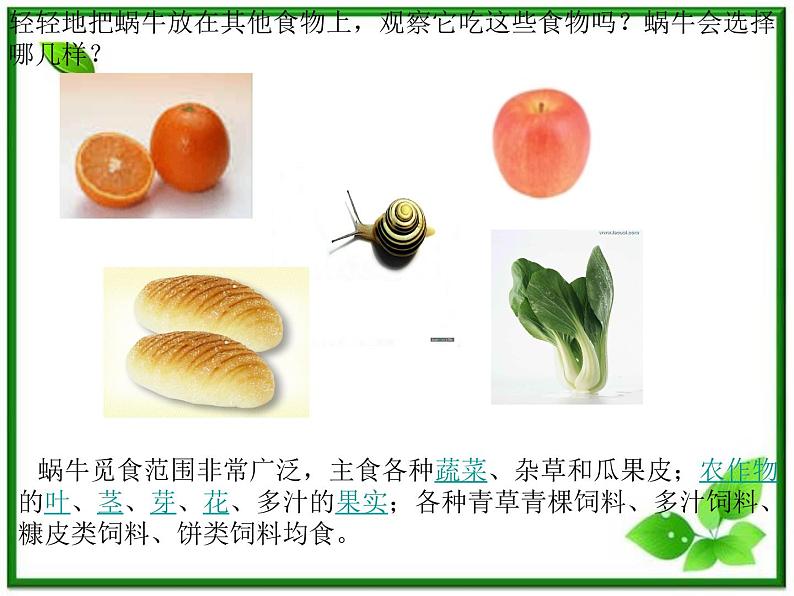 教科小学科学三上《2.3、蜗牛(二)》PPT课件(6)第5页