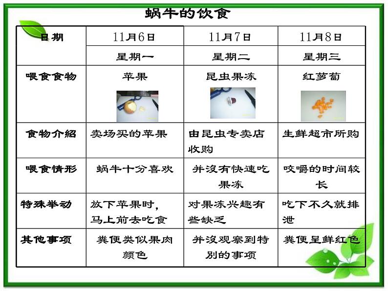 教科小学科学三上《2.3、蜗牛(二)》PPT课件(6)第6页