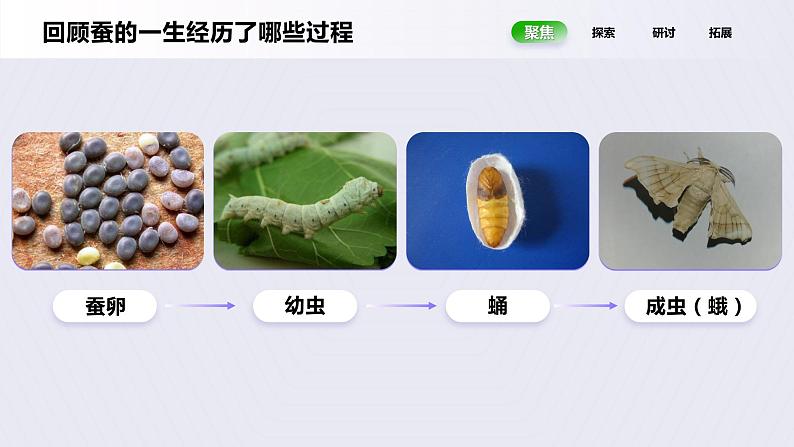 2.6《蚕的一生》课件第4页