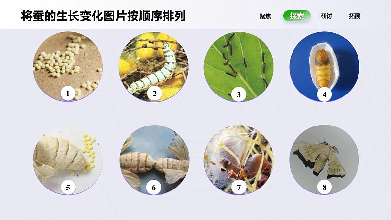 2.6《蚕的一生》课件第6页