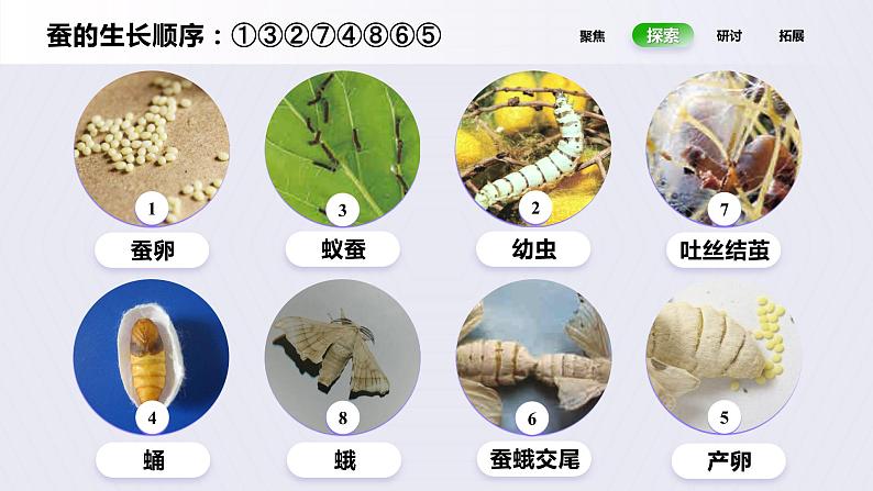 2.6《蚕的一生》课件第7页