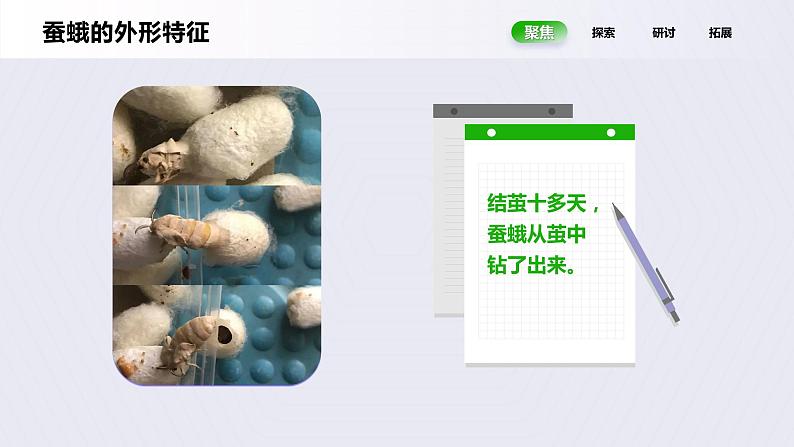 2.5《茧中钻出了蚕蛾》课件第4页