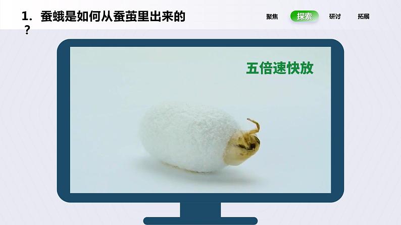 2.5《茧中钻出了蚕蛾》课件第7页