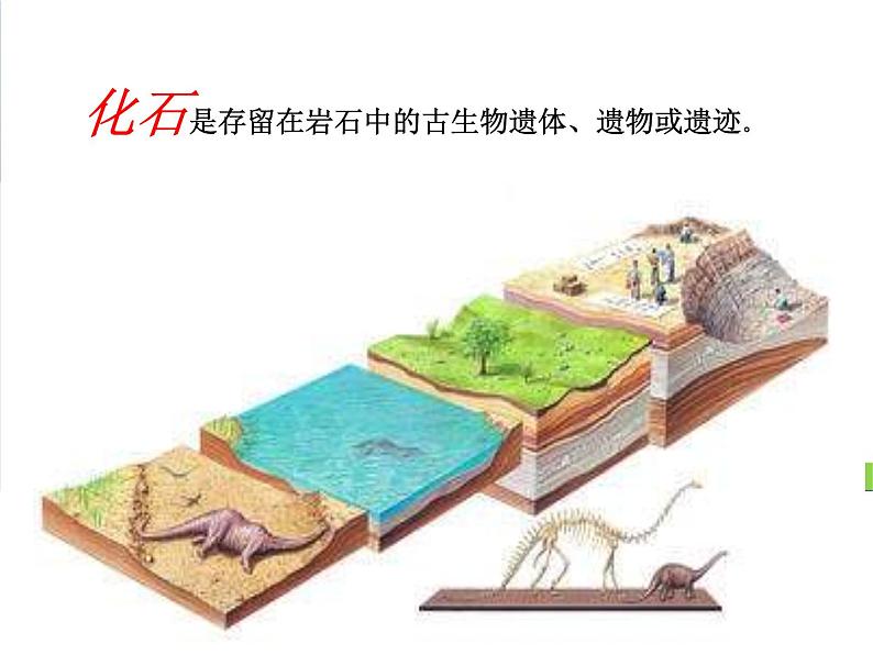 新教科版六年级下册科学2.6《古代生物的多样性》(课件+素材)04