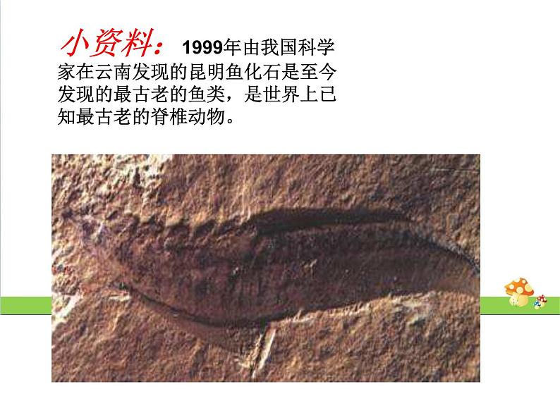 新教科版六年级下册科学2.6《古代生物的多样性》(课件+素材)05