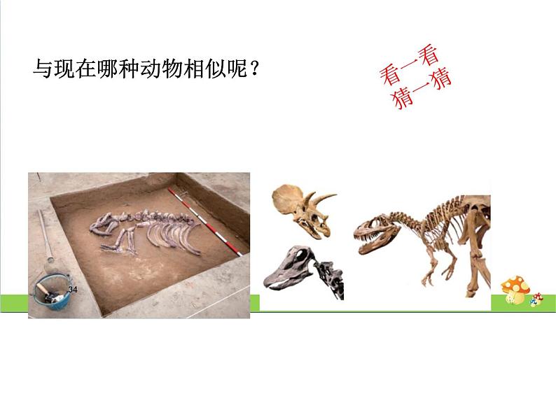 新教科版六年级下册科学2.6《古代生物的多样性》(课件+素材)06