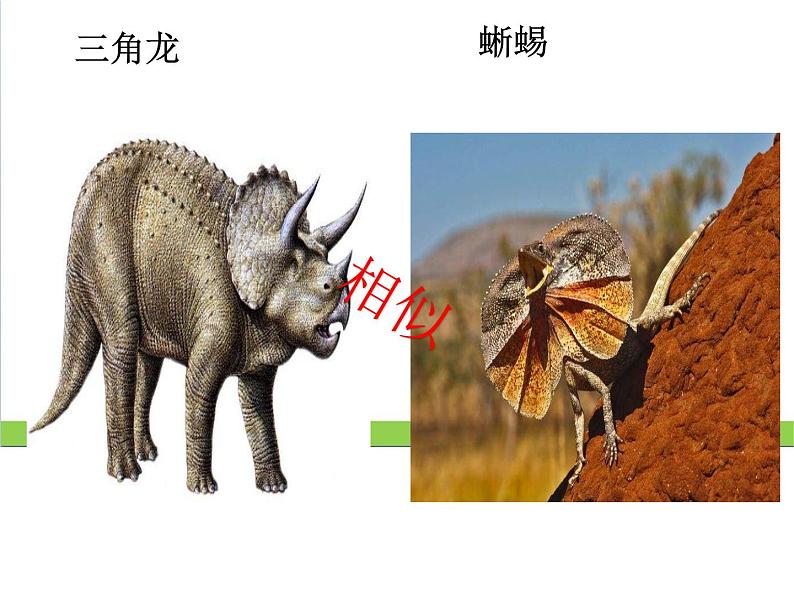 新教科版六年级下册科学2.6《古代生物的多样性》(课件+素材)08