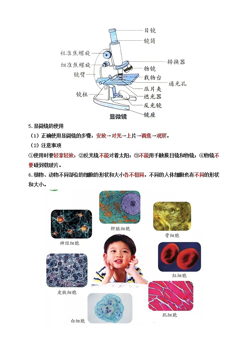 苏教版五年级科学下册1.1 搭建生命体的“积木”知识点第2页