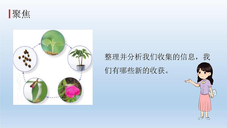 凤仙花的一生PPT课件免费下载02