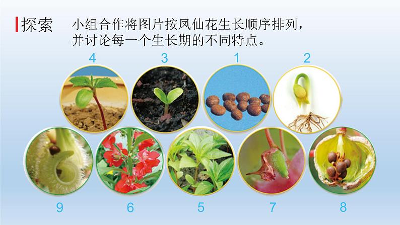 凤仙花的一生PPT课件免费下载04