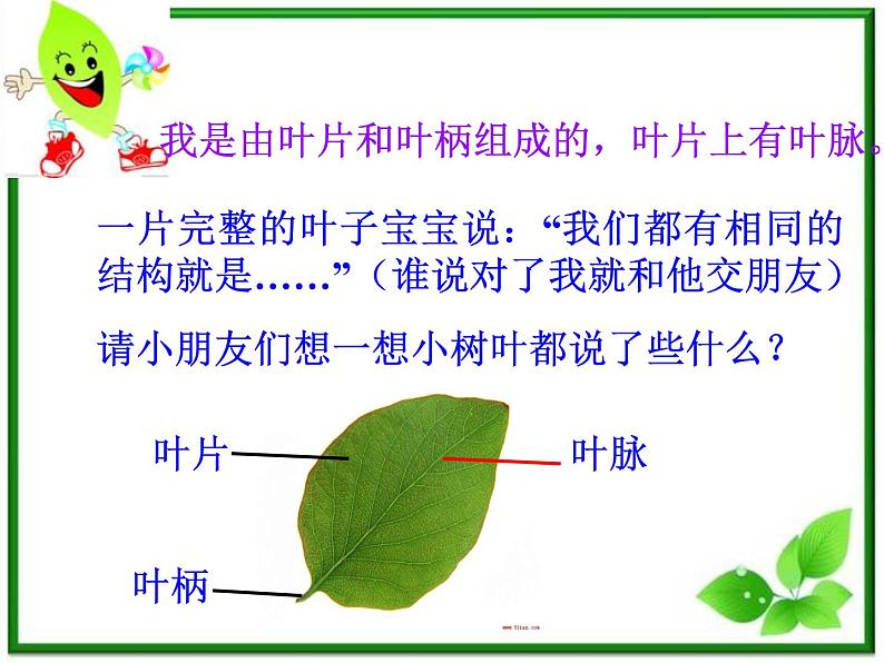 植物的叶PPT课件免费下载05