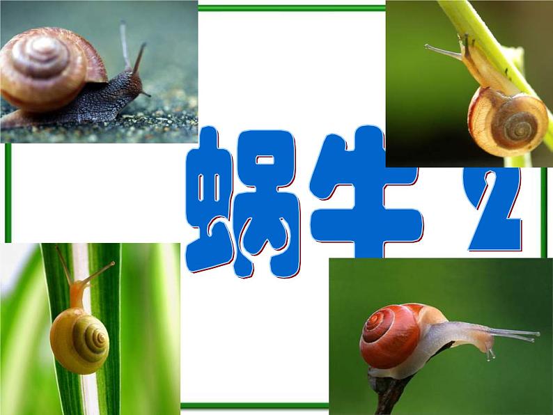 蜗牛(二)PPT课件免费下载01