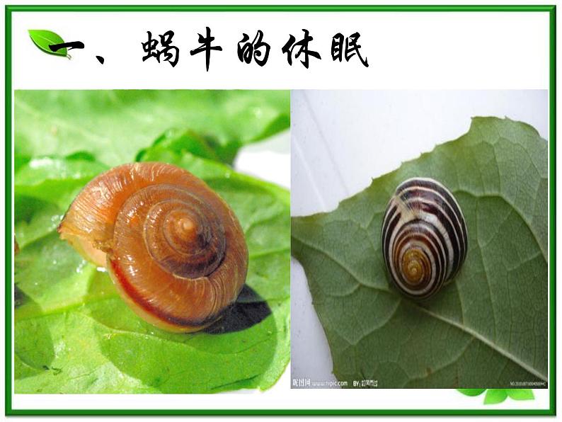 教科小学科学三上《2.3、蜗牛(二)》PPT课件第2页