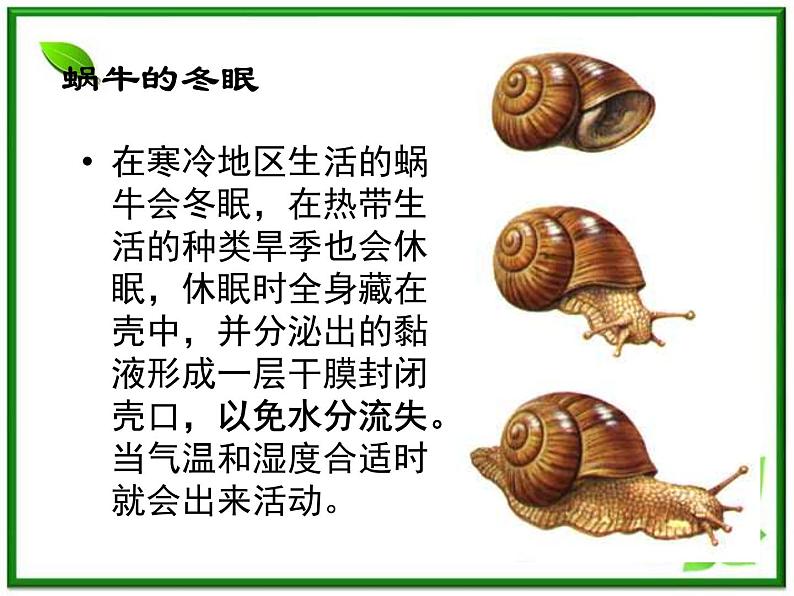 教科小学科学三上《2.3、蜗牛(二)》PPT课件第3页