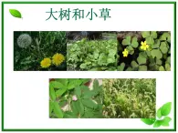 教科小学科学三上《1.3、大树和小草》PPT课件