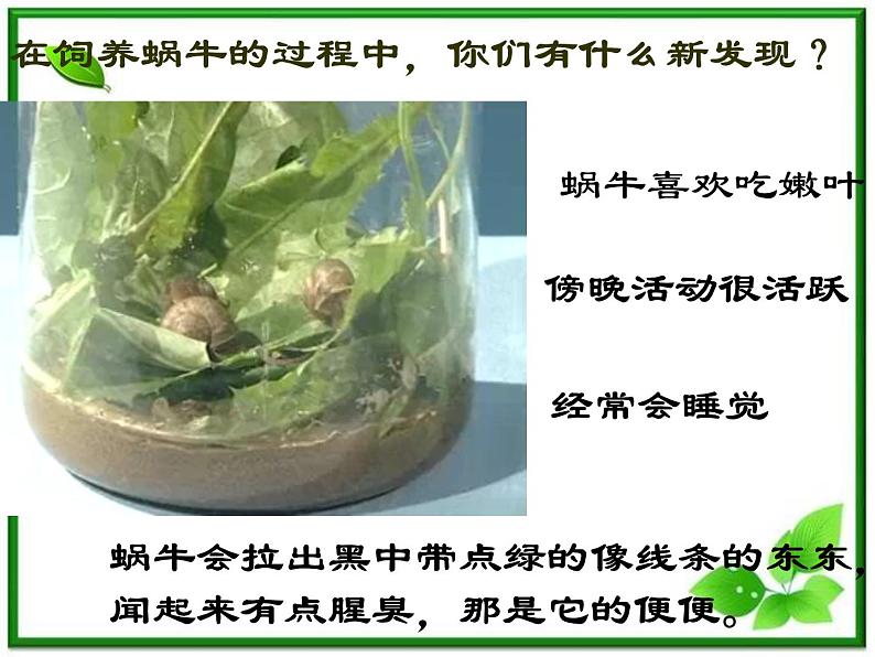 教科小学科学三上《2.3、蜗牛(二)》PPT课件第2页