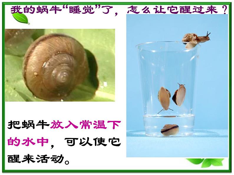教科小学科学三上《2.3、蜗牛(二)》PPT课件第3页