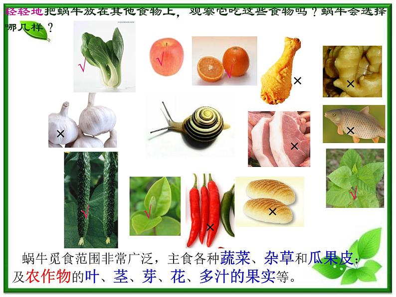 教科小学科学三上《2.3、蜗牛(二)》PPT课件第6页