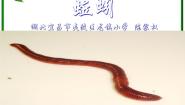 蚯蚓PPT课件免费下载