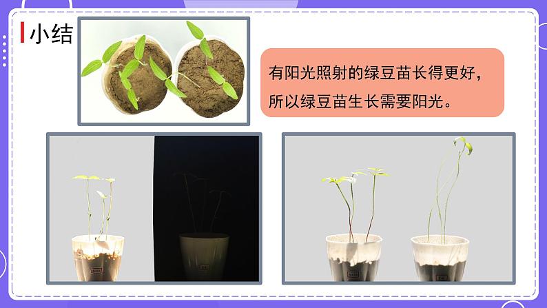 新教科版科学五下 第3课时 绿豆苗的生长 PPT课件第8页