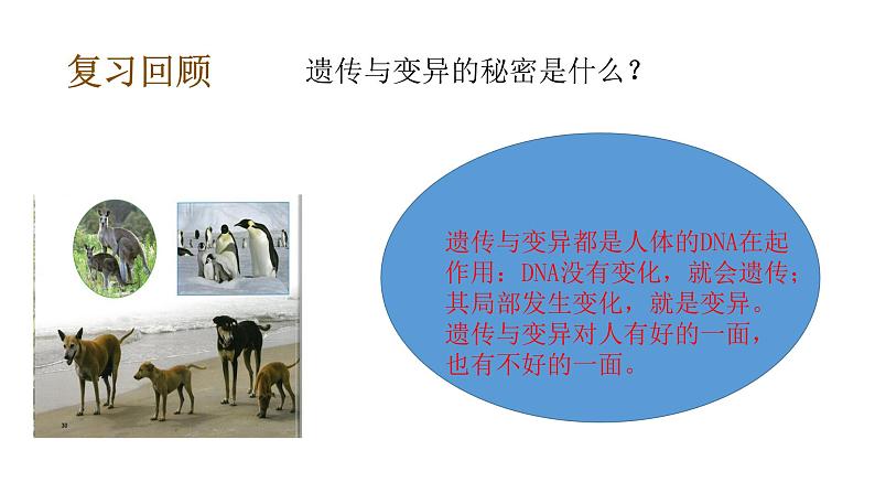 教科版(2017秋)六年级科学下册2.5相貌各异的我们(课件34张ppt+素材)第6页
