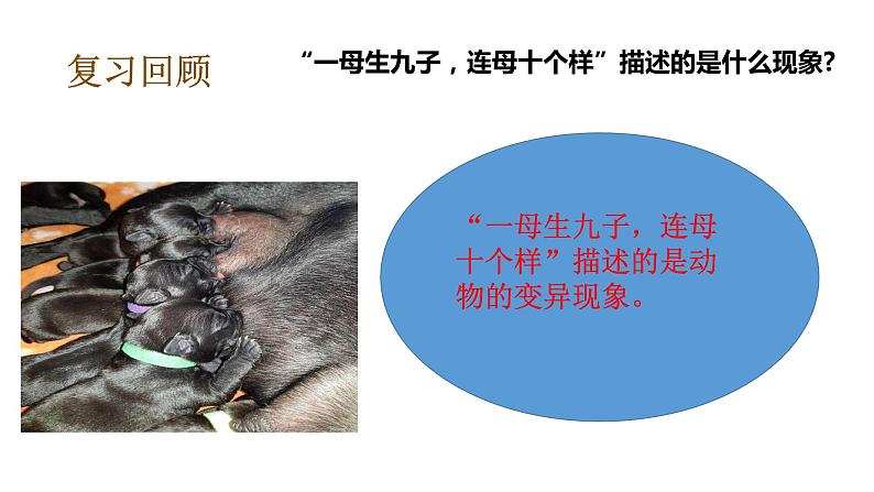 教科版(2017秋)六年级科学下册2.5相貌各异的我们(课件34张ppt+素材)第8页