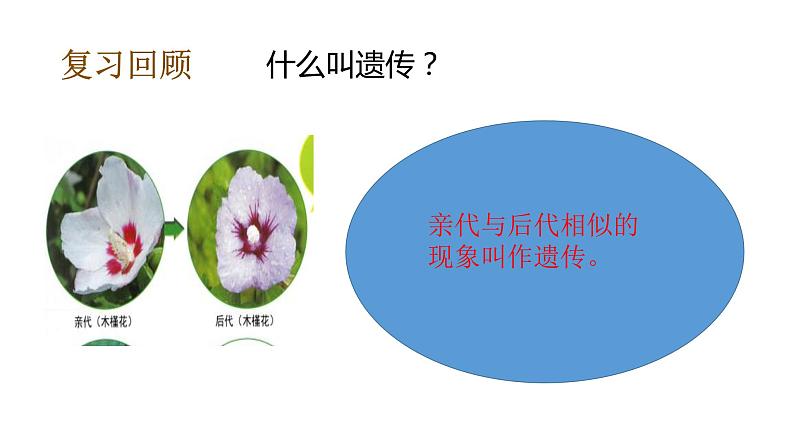教科版(2017秋)六年级科学下册2.4多种多样的动物(课件40张ppt+素材)07