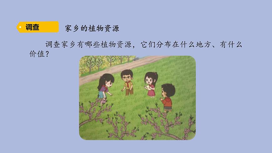 3-1 植物資源知多少三年級科學(xué)下冊 大象版課件第3頁