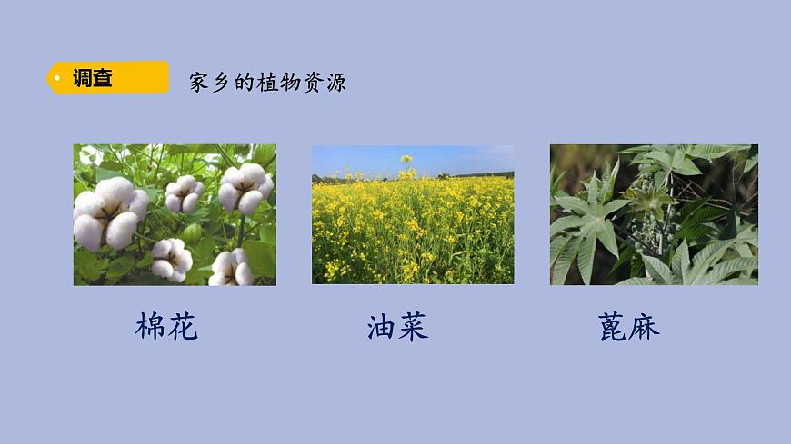 3-1 植物資源知多少三年級科學(xué)下冊 大象版課件第4頁