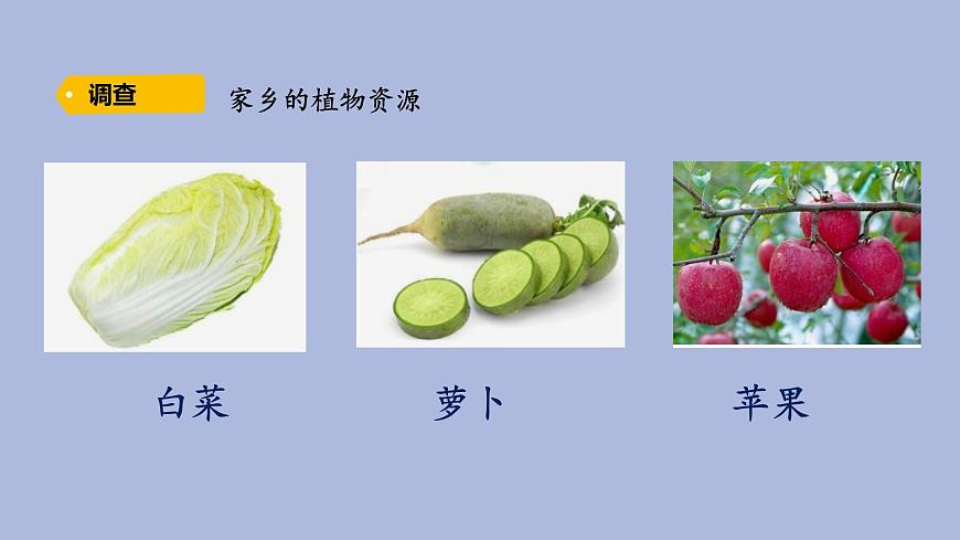 3-1 植物資源知多少三年級科學(xué)下冊 大象版課件第5頁
