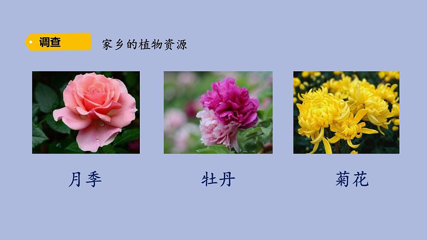 3-1 植物資源知多少三年級科學(xué)下冊 大象版課件第6頁