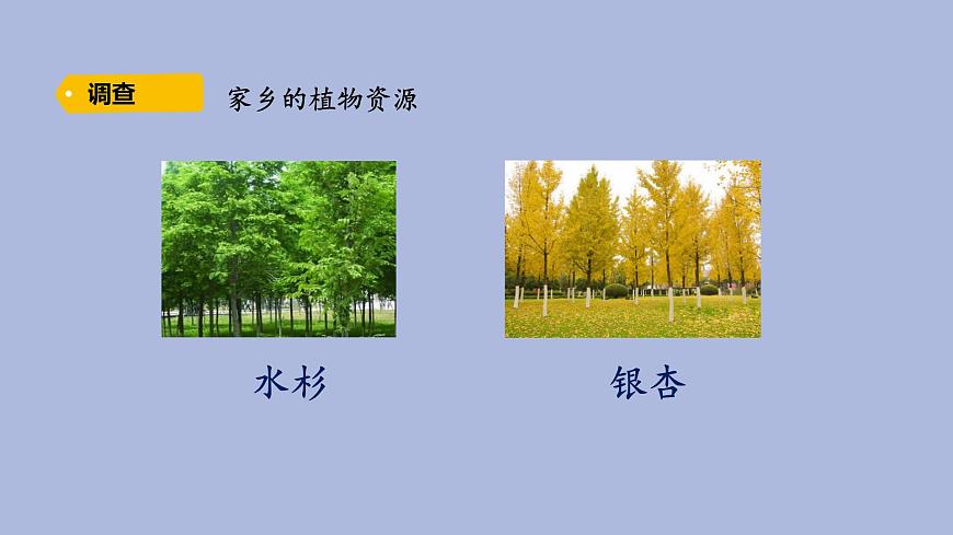 3-1 植物資源知多少三年級科學(xué)下冊 大象版課件第7頁