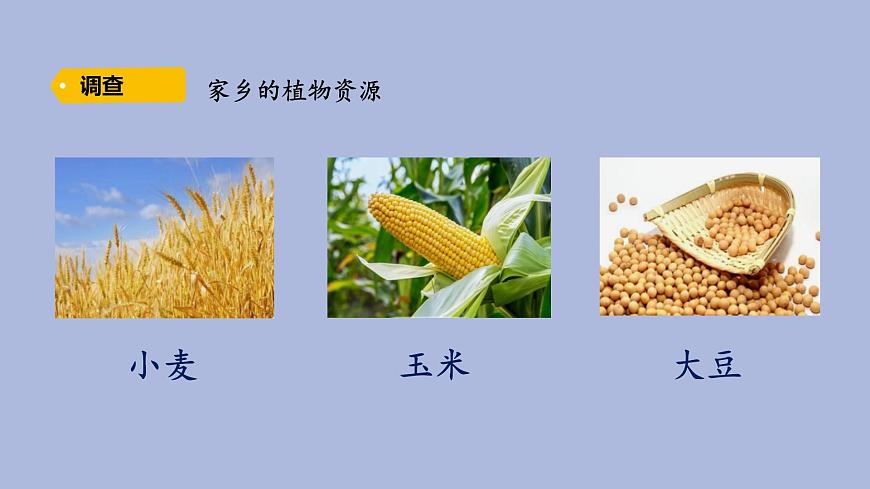 3-1 植物資源知多少三年級科學(xué)下冊 大象版課件第8頁