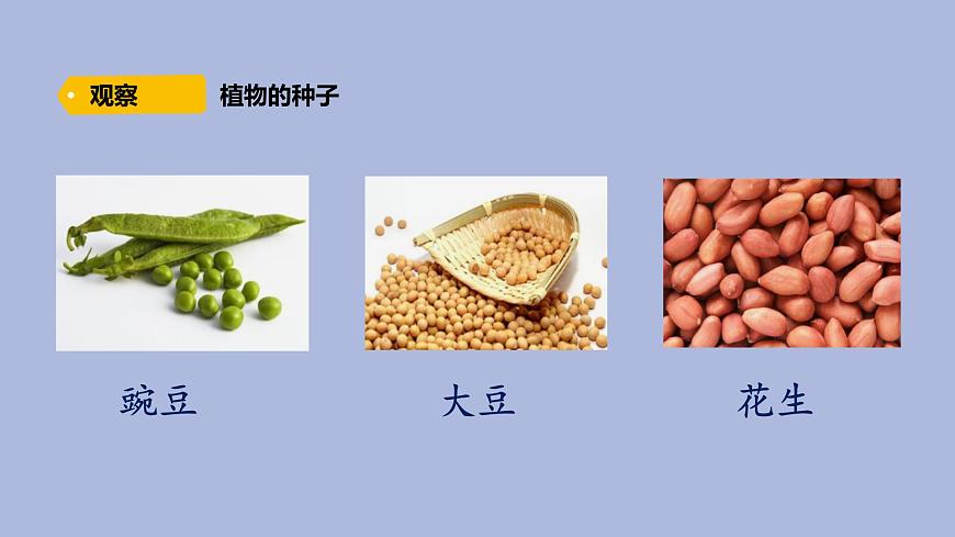 3-2 播下希望的種子三年級科學(xué)下冊 大象版課件第3頁