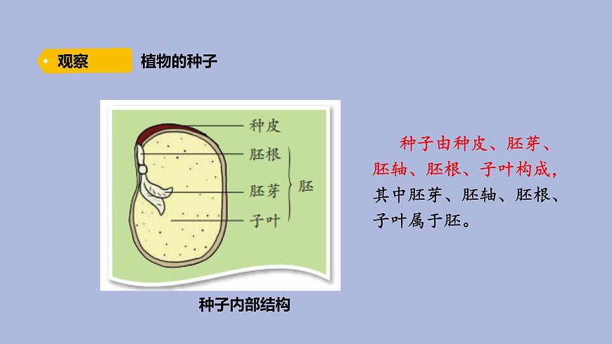 3-2 播下希望的種子三年級科學(xué)下冊 大象版課件第4頁
