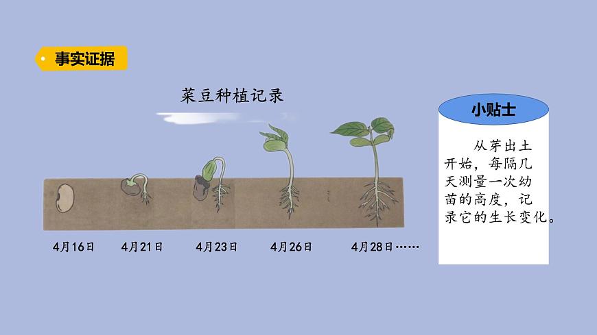 3-2 播下希望的種子三年級科學(xué)下冊 大象版課件第7頁