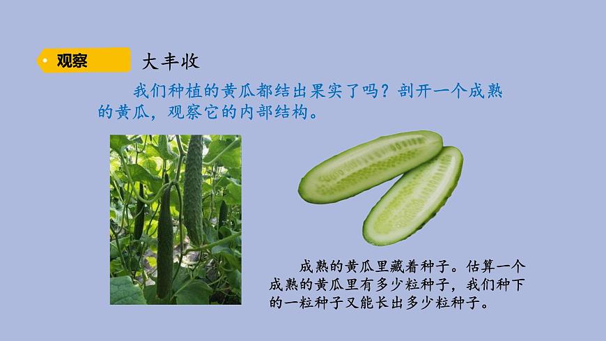 3-5 碩果累累三年級科學下冊 大象版課件第2頁