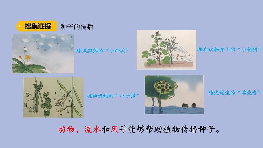 3-5 碩果累累三年級科學下冊 大象版課件第4頁