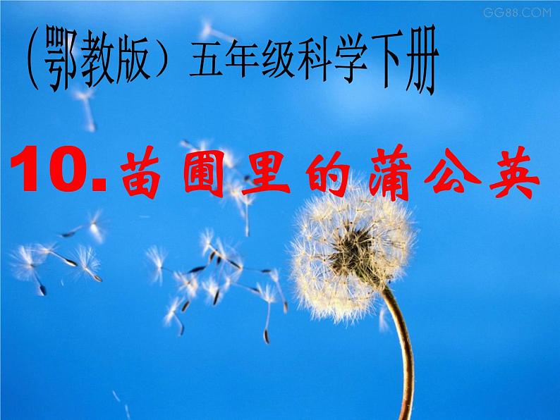 鄂教版小学科学五下《10.苗圃里的蒲公英》课件01
