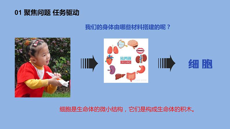 1.1《搭建生命体的“积木”》共2课时 课件(15张PPT+15张PPT)+教案+素材04