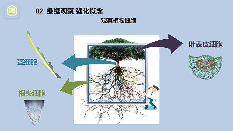 1.1《搭建生命体的“积木”》共2课时 课件(15张PPT+15张PPT)+教案+素材07