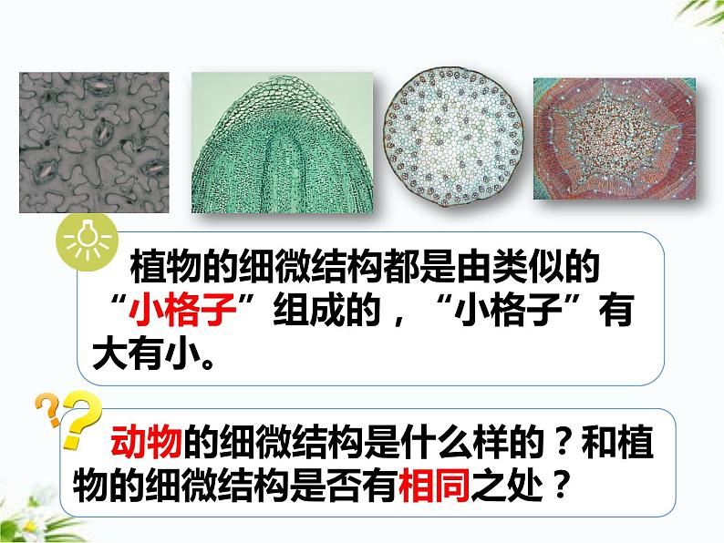 湘科版五年级下册科学1.3 细胞 课件+教案06