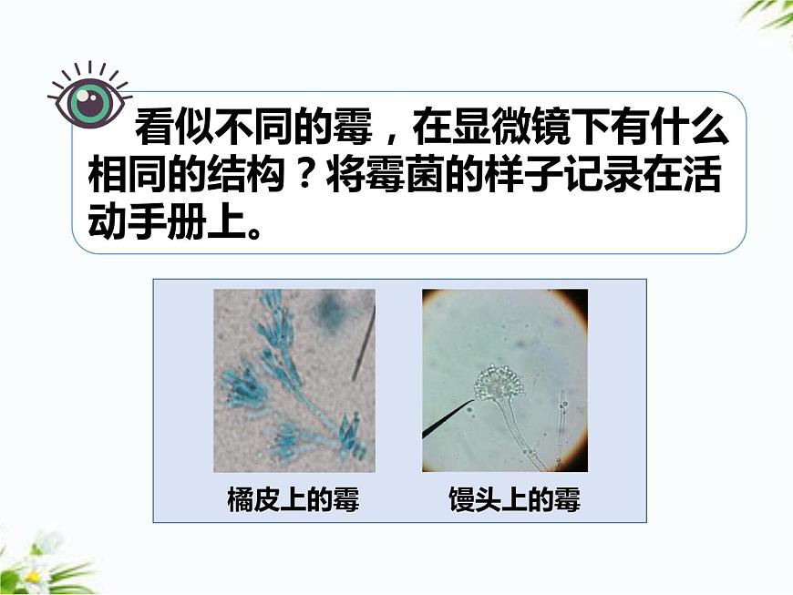 2.2觀察微生物第5頁(yè)
