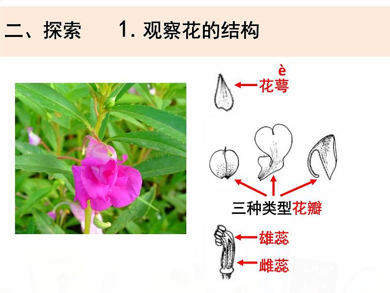 教科版小学科学四下1-5《凤仙花开花了》教学课件第6页
