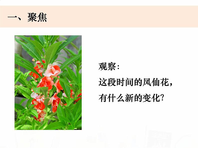 教科版小学科学四下1-6《果实和种子》教学课件第2页