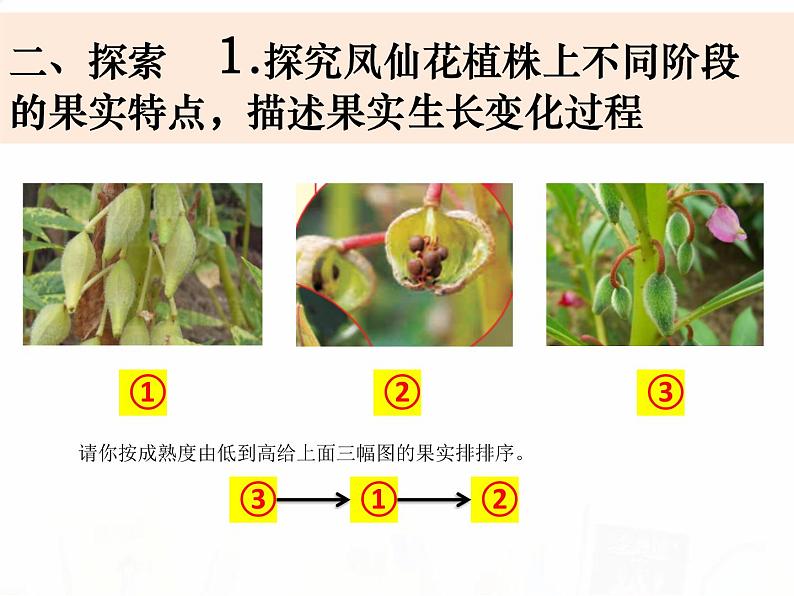 教科版小学科学四下1-6《果实和种子》教学课件第4页