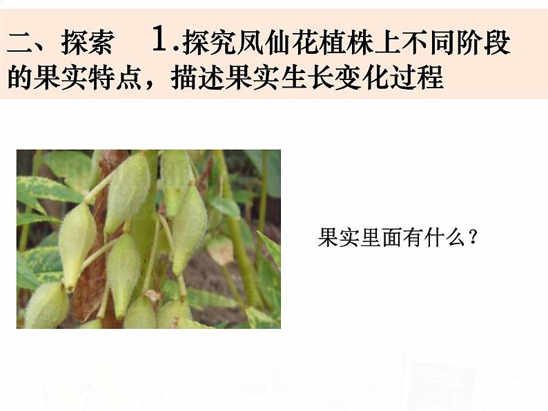 教科版小学科学四下1-6《果实和种子》教学课件第5页