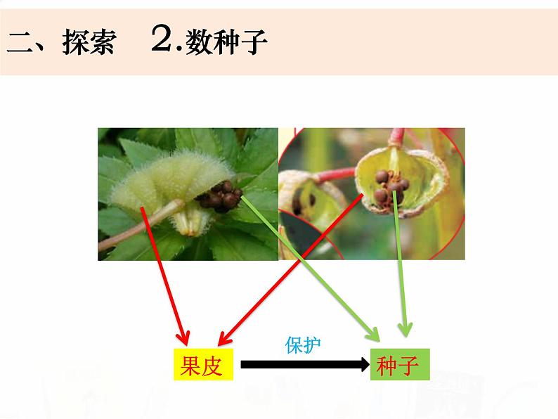教科版小学科学四下1-6《果实和种子》教学课件第6页