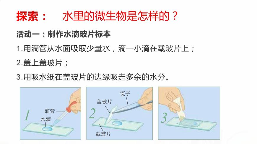 教科版小學(xué)科學(xué)六下 1-7《用顯微鏡觀察身邊的生命世界（三）》教學(xué)課件第4頁